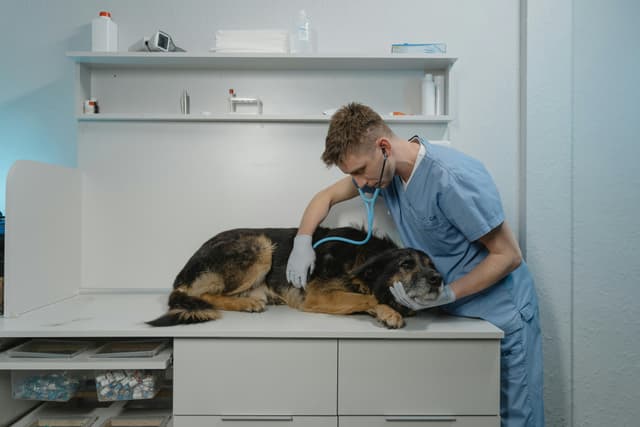 pet-doctor