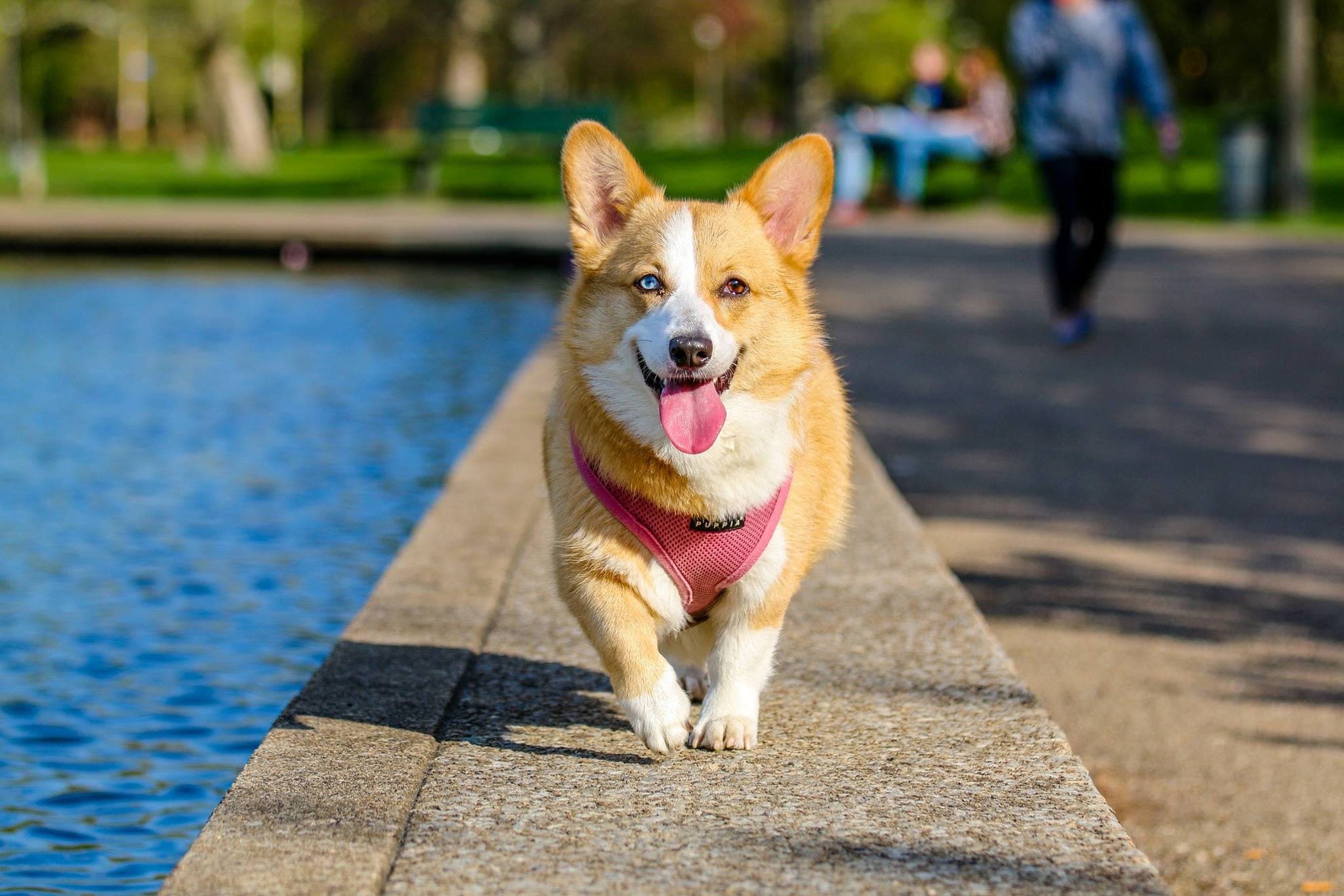Pet Banner